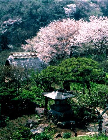 らい亭本館2階席から望む桜の季節の庭園