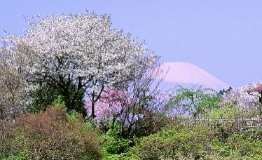 らい亭 庭内から望む富士山